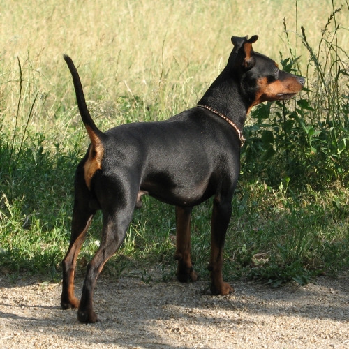 en hund